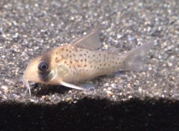 Fairy Corydoras (Corydoras atropersonatus) - The Free Freshwater and