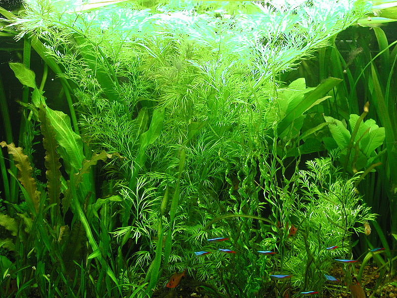 File:Ceratopteris thalictroides rooted.jpg