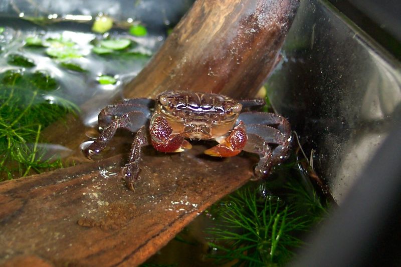File:Redclawcrab-6190.jpg