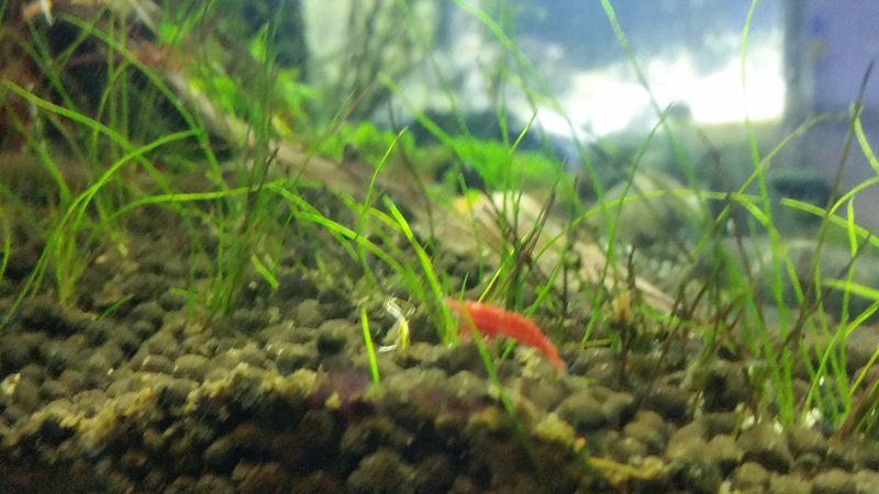 File:Wandering Cherry Shrimp.jpg