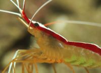 Scarletskunkcleanershrimp.jpg