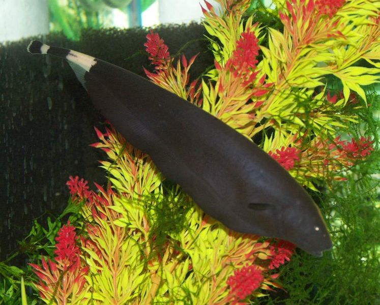 File:Apteronotus albifrons1.jpg