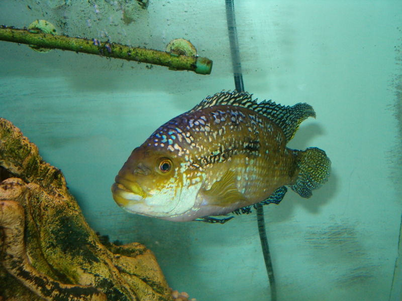 File:Jackdempsey-290.jpg