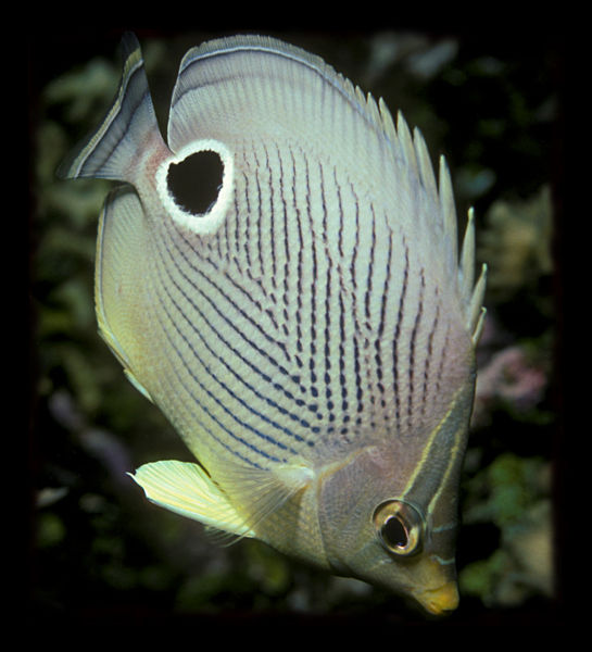 File:Foureyebutterflyfish-2652.jpg