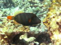 Orange-striped Triggerfish-6451.jpg