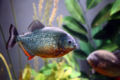 Red-bellied piranha-569.jpg