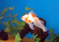 Goldfish-veiltail3424.jpg