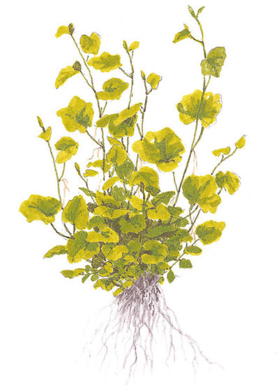 Japanese Cress (Cardamine lyrata) - The Free Freshwater and Saltwater ...