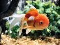 Orandagoldfish-9194.jpg