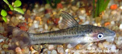 Dwarf Oto (Macrotocinclus affinis) - The Free Freshwater and Saltwater ...