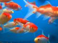 Goldfish (Carassius auratus) - The Free Freshwater and Saltwater ...