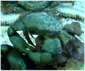 Emerald Crab.jpg