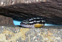 Julidochromis transcriptus-3452.jpg