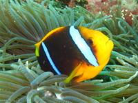 Orangefin Anemonefish (Amphiprion chrysopterus) - The Free Freshwater ...